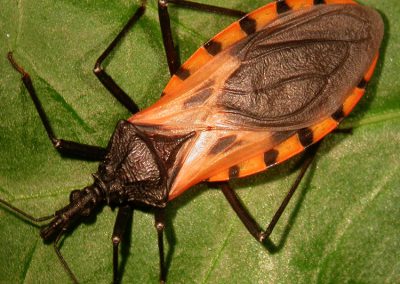 “Will you tell me: where am I?”: the clinical practice of Chagas as a latent risk
