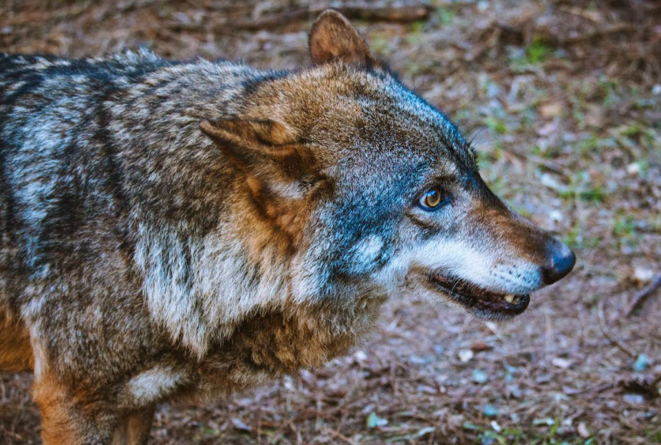 Mediar entre humanos para conservar a los lobos