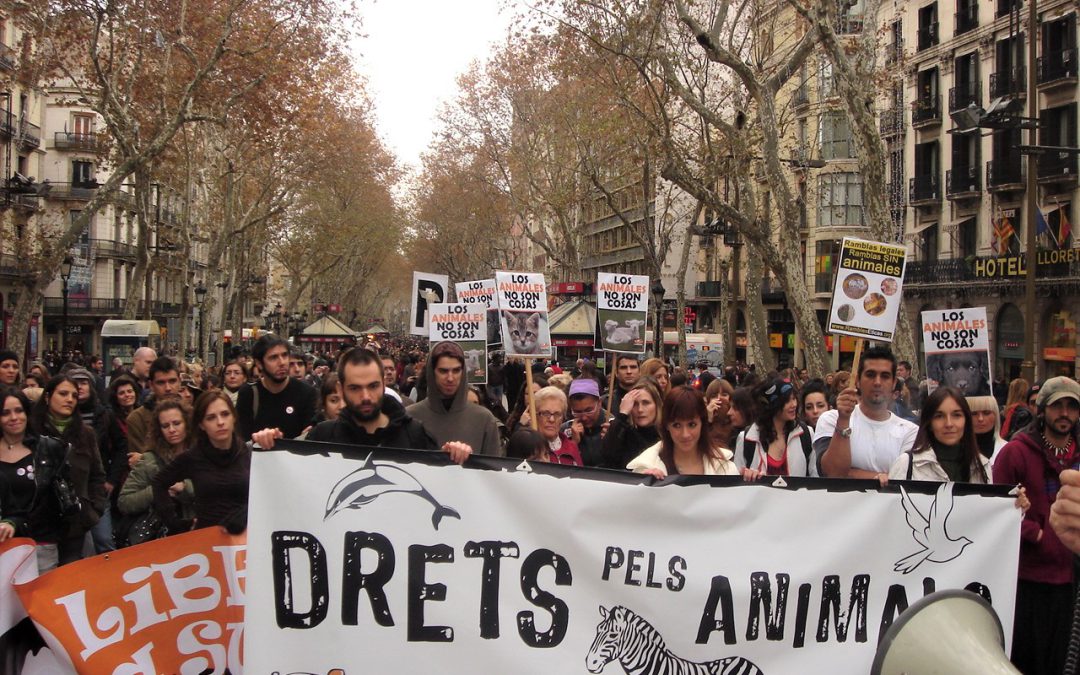 La institucionalització de l’Ètica Animal: anàlisi de la Iniciativa Legislativa Popular per a abolir les corregudes de toros Catalunya