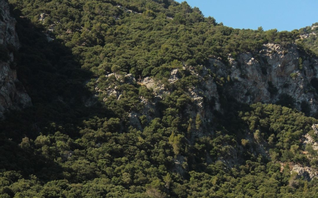 El paisatge forestal en transformació de Serra de Tramuntana (Mallorca): regeneració versus deterioració