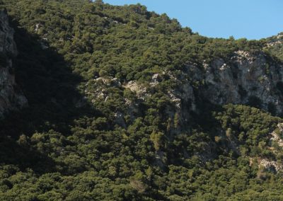 El paisatge forestal en transformació de Serra de Tramuntana (Mallorca): regeneració versus deterioració