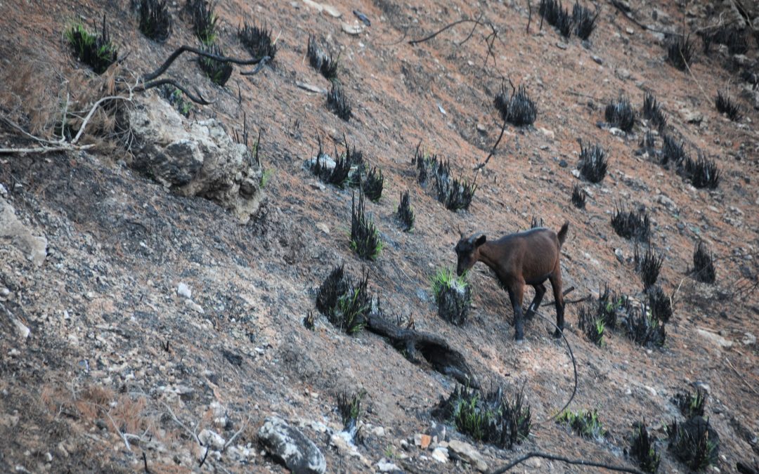 Cabras e incendios forestales en Serra de Tramuntana (Islas Baleares) y el Montnegre (Cataluña)