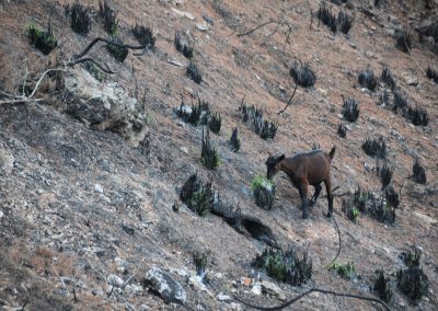 Cabras e incendios forestales en Serra de Tramuntana (Islas Baleares) y el Montnegre (Cataluña)