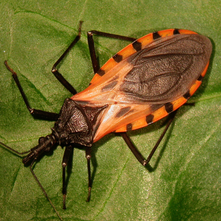 “Tú me dirás: yo, ¿de cuáles soy?”: la práctica clínica del Chagas como riesgo latente