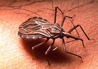 Chagas, Risk and Health Seeking among Bolivian Women in Catalonia