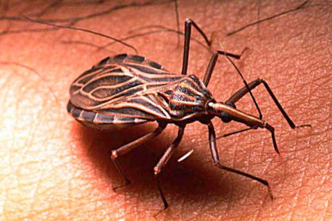 Chagas, Risk and Health Seeking among Bolivian Women in Catalonia
